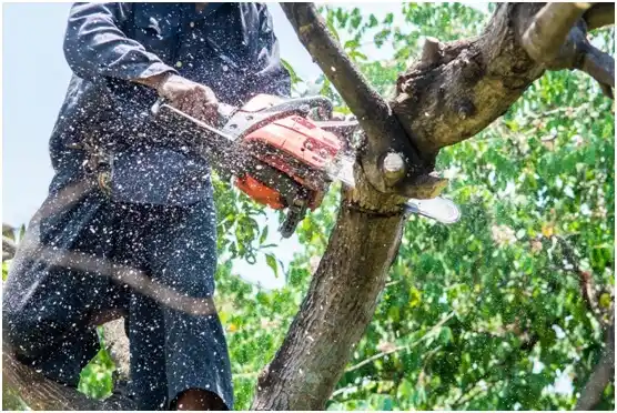 tree services Eagleton Village
